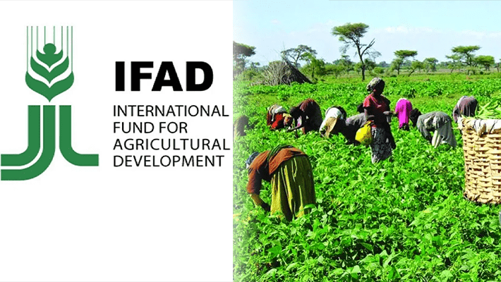 Nigerian Government And IFAD Invest $7M In Agriculture For Youth Empowerment