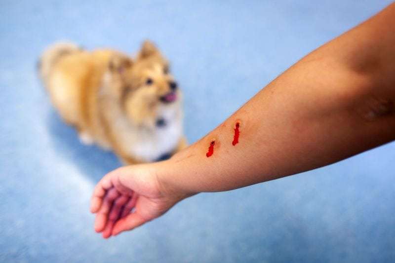 What The Law Says When Animals Attack